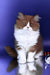 Nika | british longhair kitten