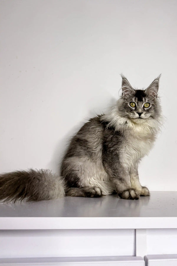 Long-haired gray and white Maine Coon kitten Nika sitting cutely on a surface