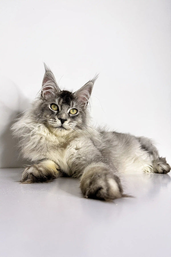 Cute Maine Coon kitten with long fur and ear tufts, perfect for cat lovers