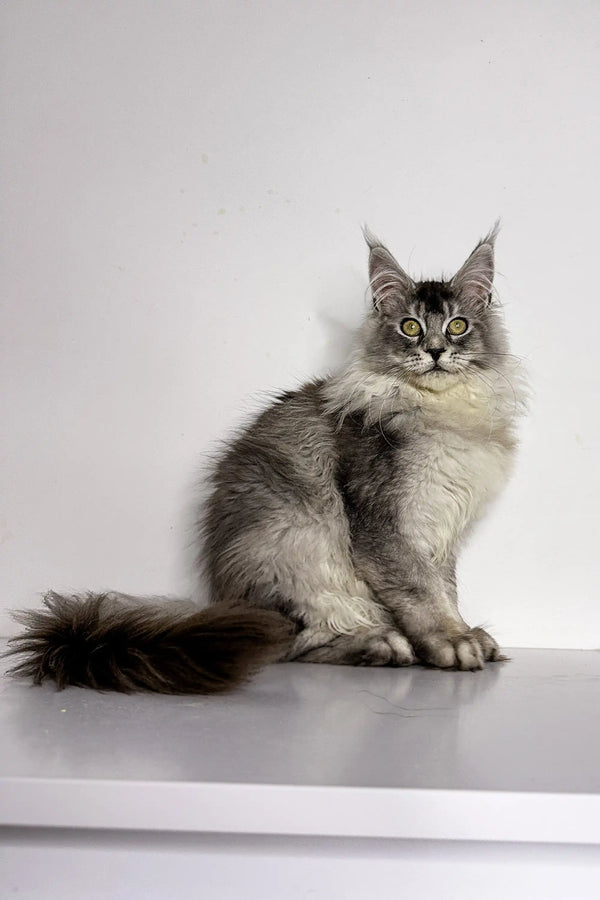 Long-haired gray and white Maine Coon kitten named Nika sitting upright
