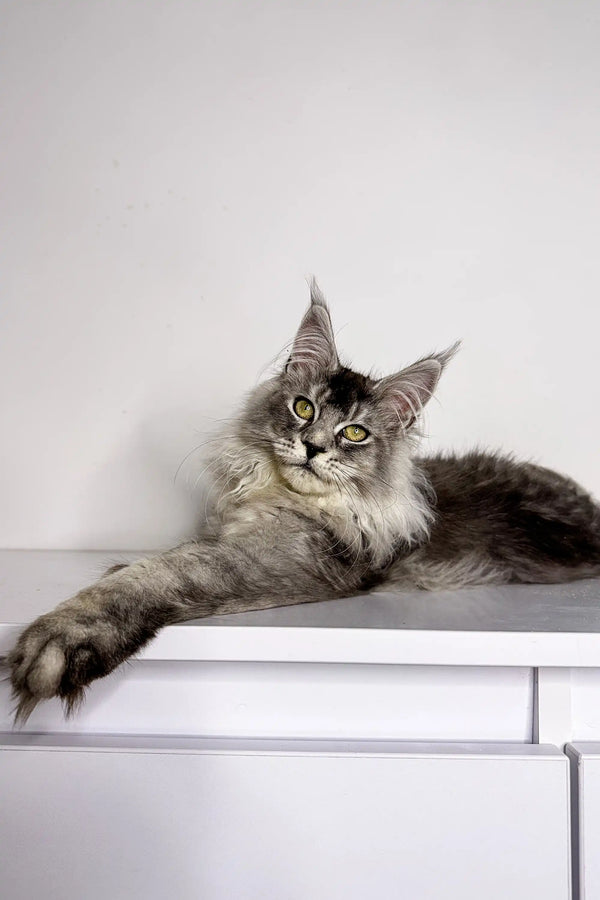 Long-haired gray Maine Coon kitten Nika lounging with paws stretched out on a surface