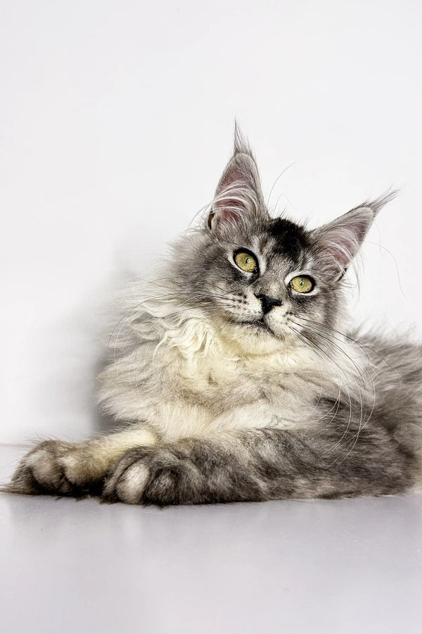 Long-haired gray Maine Coon kitten with beautiful green eyes, named Nika