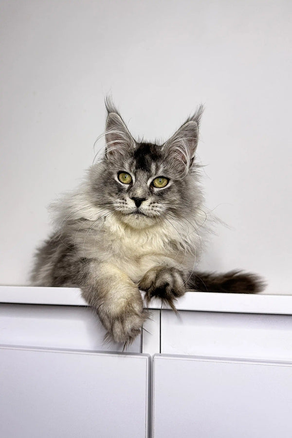 Long-haired gray and white Maine Coon cat perched on a ledge as a cute Maine Coon kitten