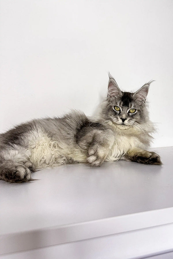 Long-haired Maine Coon lounging, showcasing the adorable Nika Maine Coon Kitten