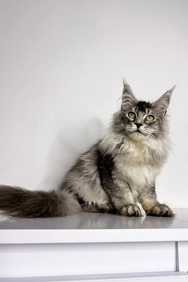 Fluffy gray and white Maine Coon kitten Nika with alert eyes and tufted ears