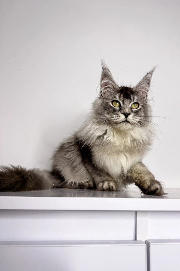 Long-haired gray and white Maine Coon kitten Nika sitting cutely on a surface