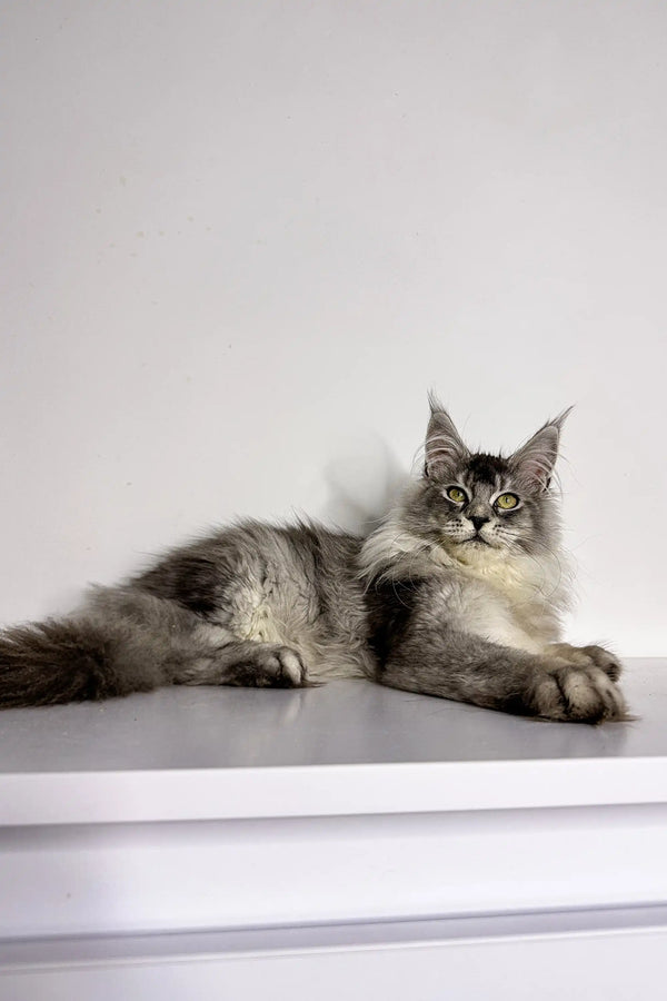 Long-haired gray and white Maine Coon cat lounging, perfect for a Maine Coon kitten lover