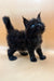 Fluffy black kitten with blue eyes, a playful Polydactyl Maine Coon cutie