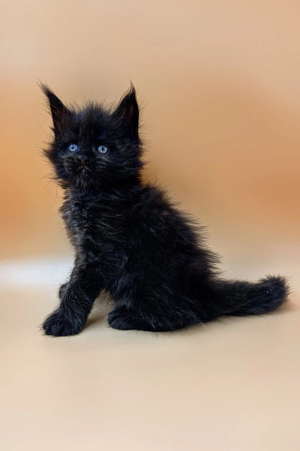 Fluffy black Polydactyl Maine Coon kitten with bright blue eyes sitting upright