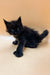 Black fluffy Polydactyl Maine Coon kitten with bright eyes sitting cutely