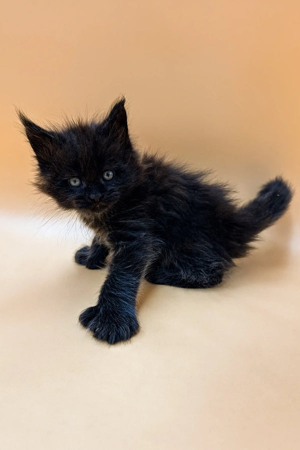 Black fluffy Polydactyl Maine Coon kitten with bright eyes sitting cutely
