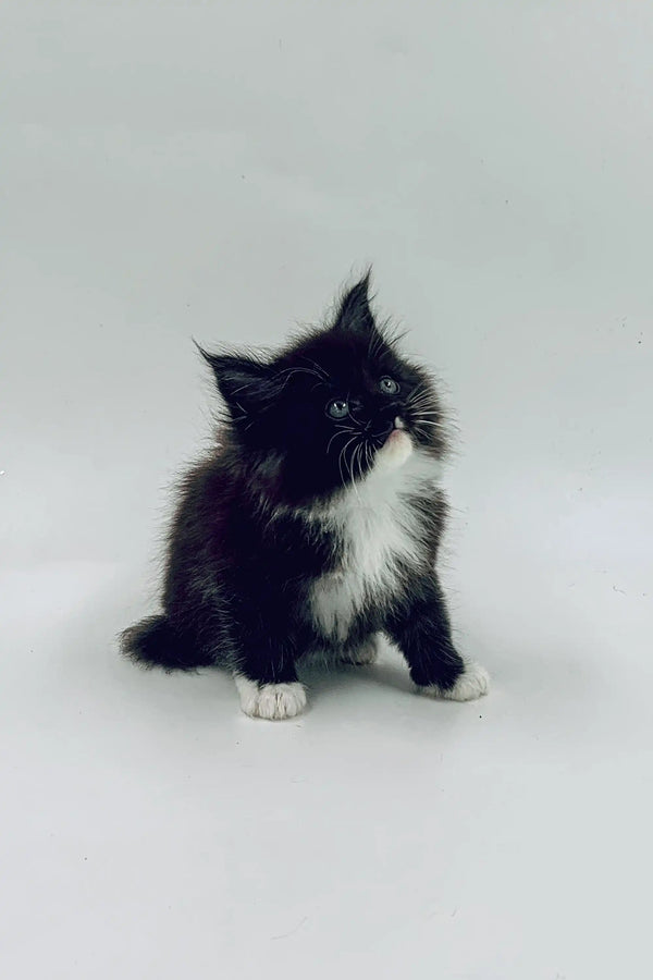 Black and white fluffy Maine Coon kitten Niko sitting upright, super adorable!