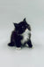 Fluffy black and white Maine Coon kitten Niko sitting upright, adorable and playful