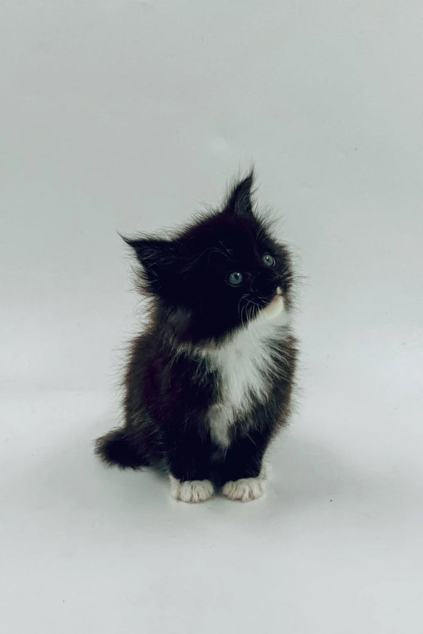 Fluffy black and white Maine Coon kitten named Niko sitting upright and cute