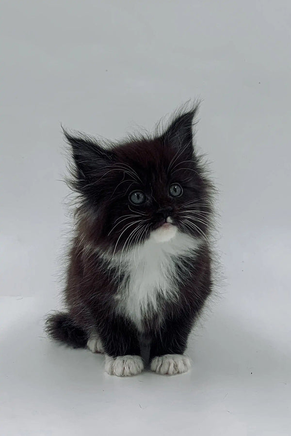 Fluffy black and white Maine Coon kitten Niko with bright eyes and pointed ears