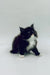 Fluffy black and white Maine Coon kitten sitting upright, perfect for pet lovers