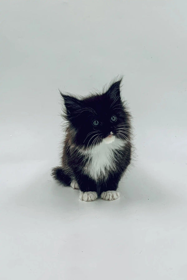 Fluffy black and white Maine Coon kitten Niko sitting upright, looking adorable