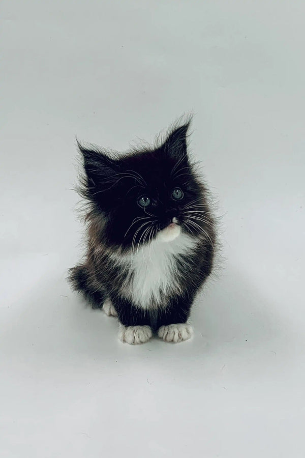 Fluffy black and white Maine Coon kitten Niko with bright eyes and tufted ears