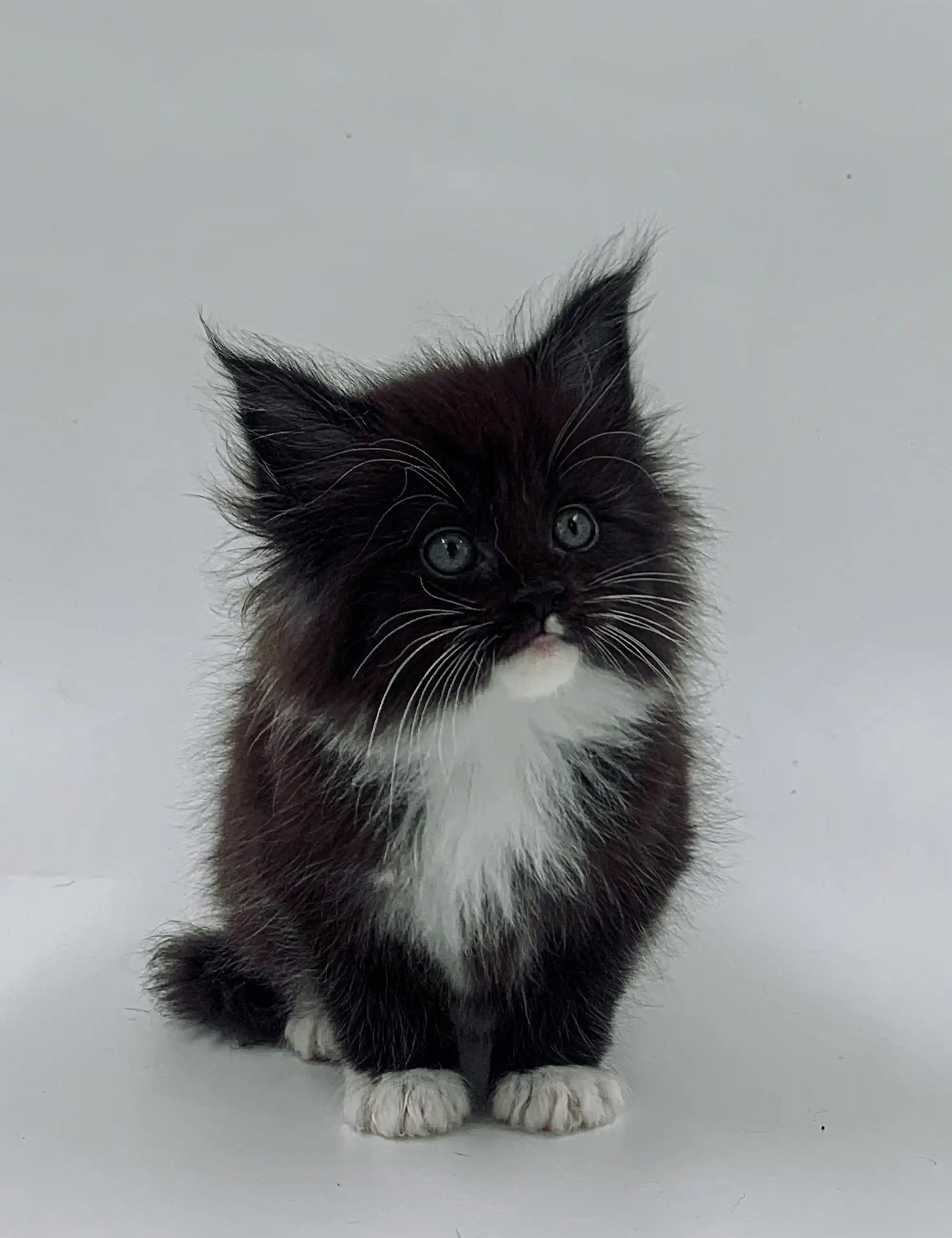 Maine Coon Kittens for Sale Niko | Kitten