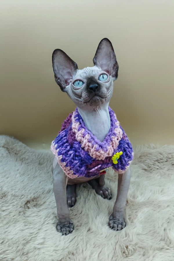 Cute Sphynx kitten Niko rocking a cozy purple and pink crocheted sweater