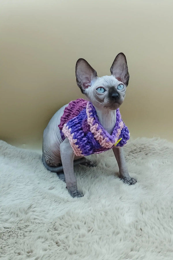 Cute Sphynx cat in a cozy purple and pink knitted sweater from Niko Sphynx Kitten