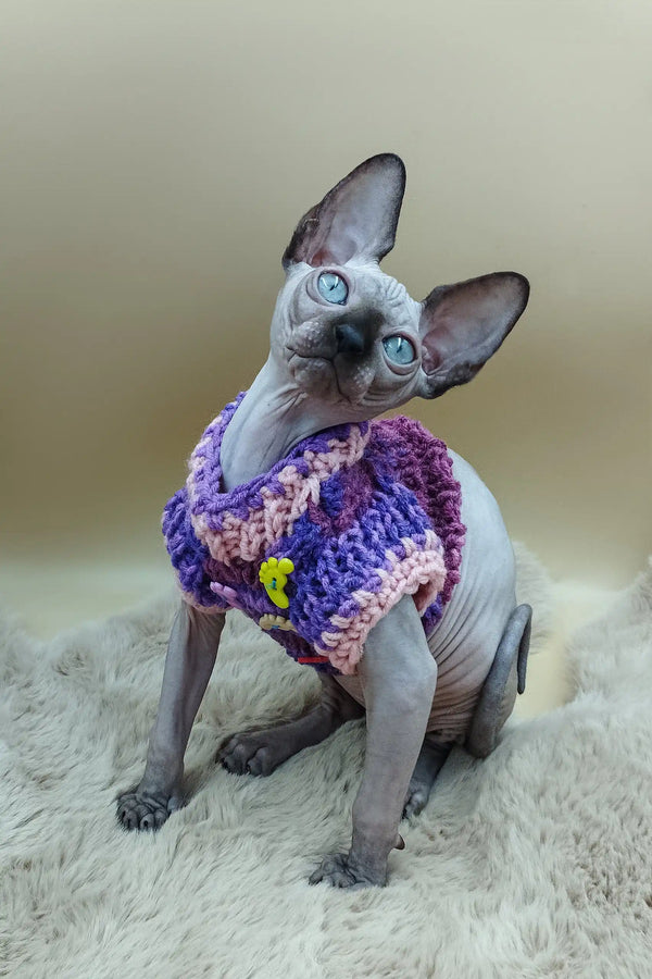 Hairless Sphynx kitten Niko in a cozy purple knitted sweater looking adorable