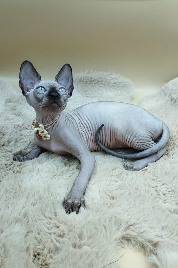 Cute Hairless Sphynx cat with a stylish collar lounging as Niko the Sphynx Kitten