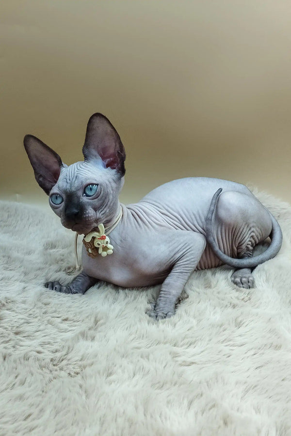Hairless Sphynx cat in a cute collar lounging on soft white fur for Niko the Kitten
