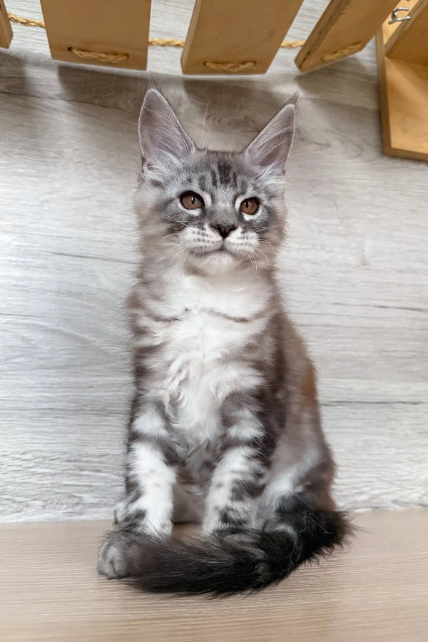 Nikol | maine coon kitten