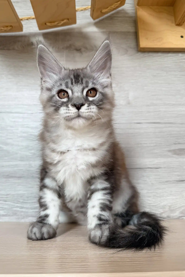 Nikol | maine coon kitten