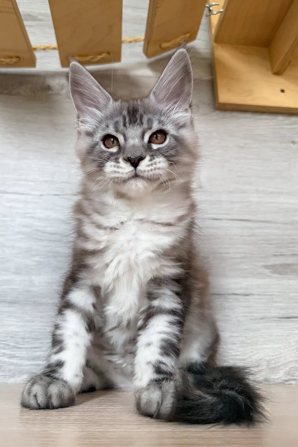 Nikol | maine coon kitten