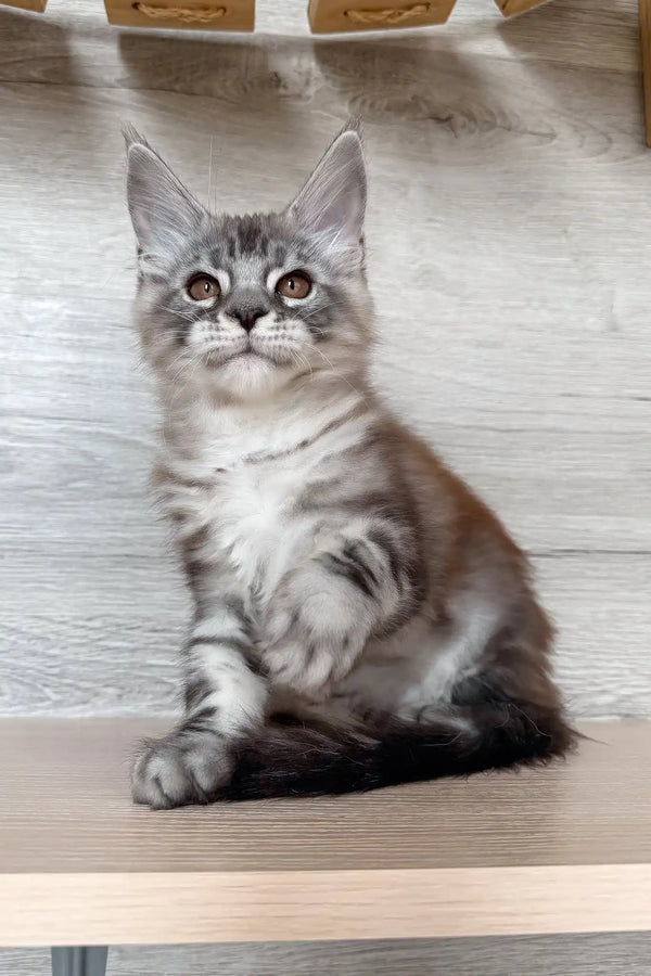 Nikol | maine coon kitten