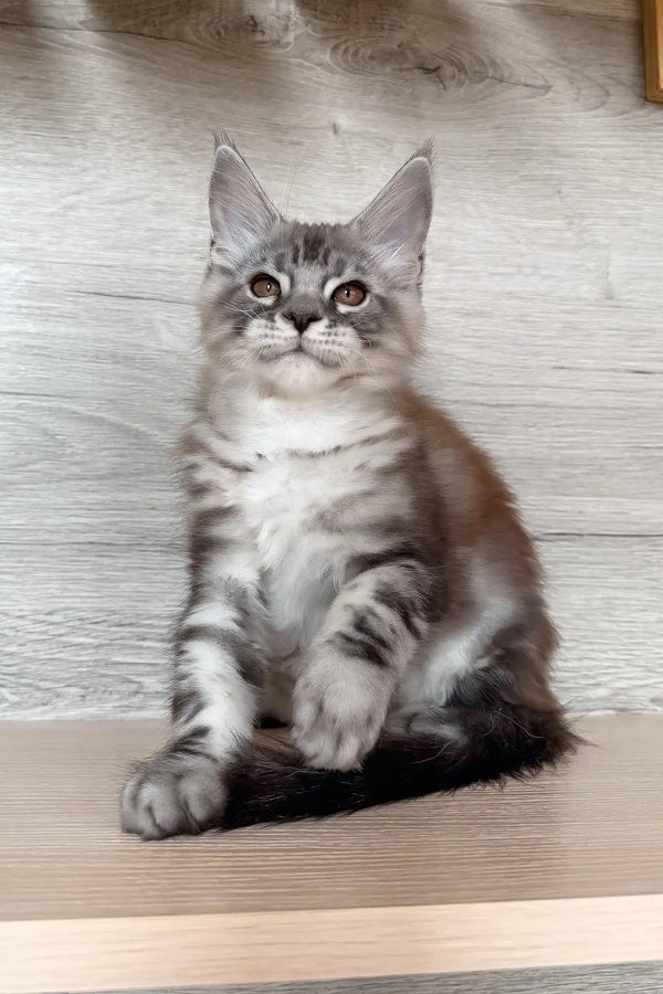 Nikol | maine coon kitten