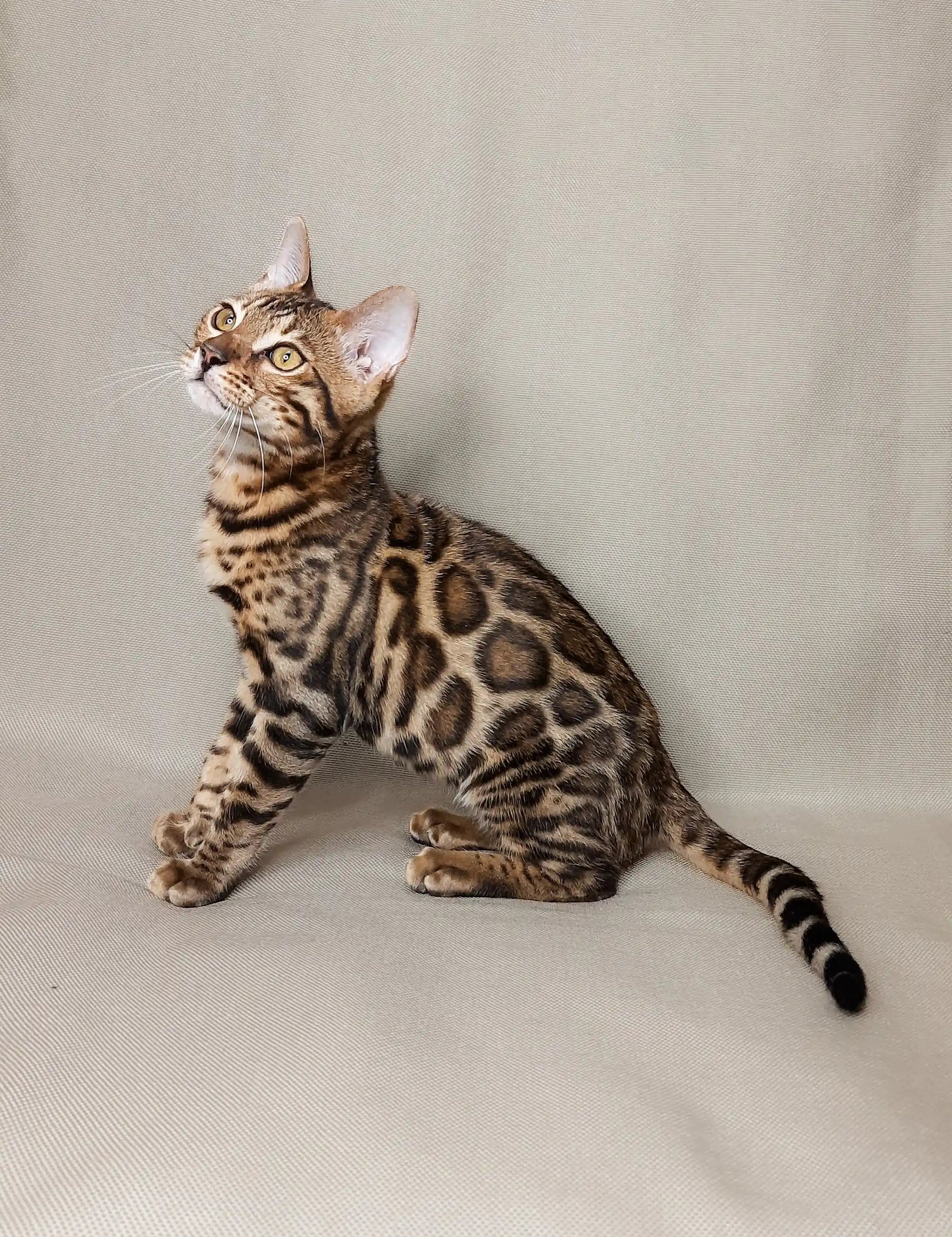 Bengal Kittens For Sale Nikolas | Kitten