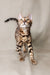 Bengal kitten with spotted coat and alert expression in Nikolas product