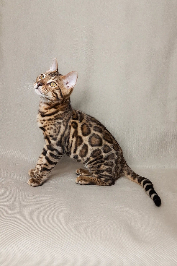 Bengal kitten Nikolas showing off unique spotted coat pattern while sitting upright