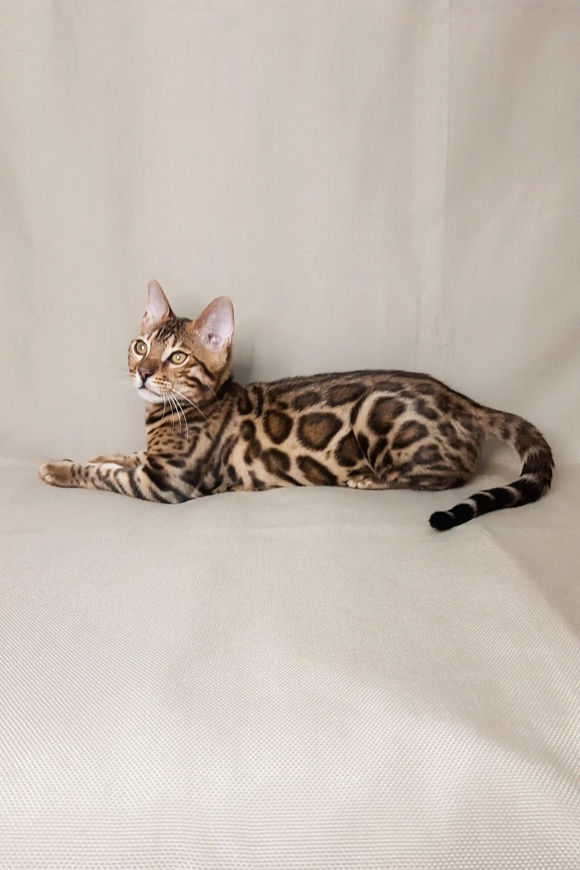 Adopt your Loving Bengal Kitten Nikolas Today – Purebred Kitties