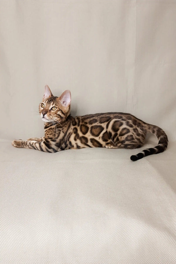 Bengal kitten Nikolas showing off its unique spotted coat while lounging cutely