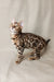 Cute Bengal kitten with a stunning spotted coat, perfect for any cat lover