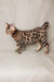 Adorable Bengal kitten Nikolas flaunting a unique giraffe-like spotted coat