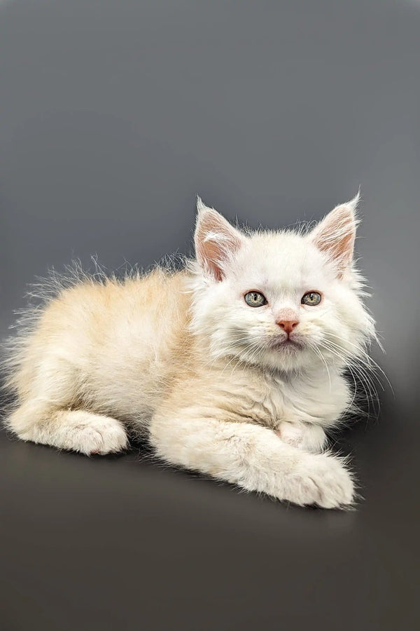 White fluffy Maine Coon kitten with alert eyes, featuring red silver shading