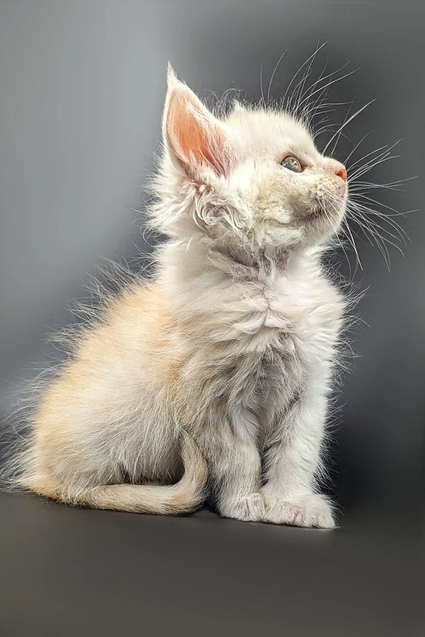 White fluffy Maine Coon kitten Nikolas sitting upright, looking adorable and curious
