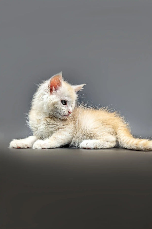 White and cream Maine Coon kitten Nikolas looking alert with red silver shaded markings