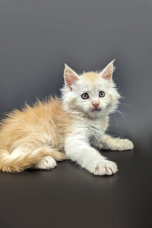 Fluffy red silver shaded Maine Coon kitten Nikolas with bright eyes lounging cutely