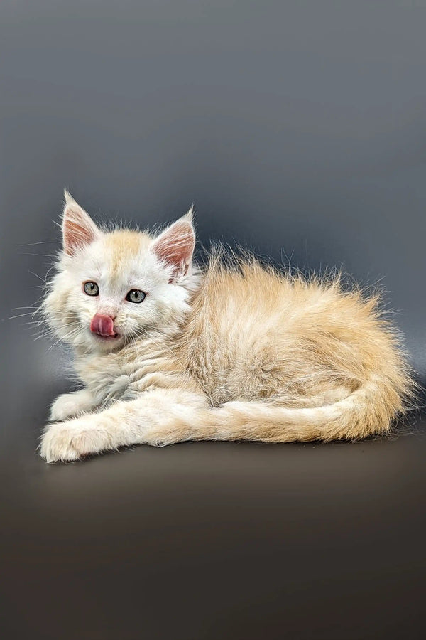 Fluffy red silver shaded Maine Coon kitten Nikolas with tongue sticking out cutely
