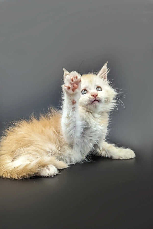 Fluffy red silver shaded Maine Coon kitten raising its paw, showing off its adorable charm