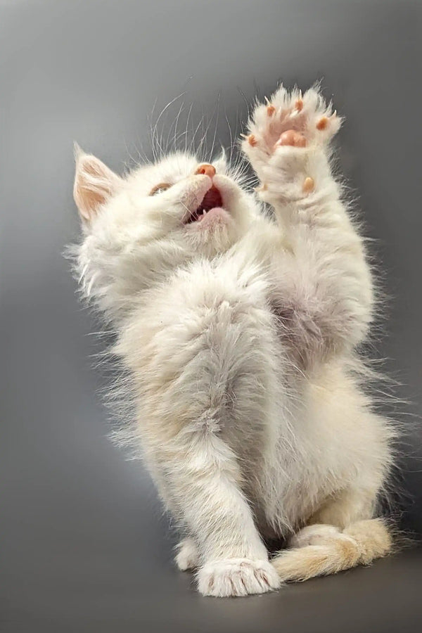 White Maine Coon Kitten with raised paw and open mouth, showcasing red silver shading