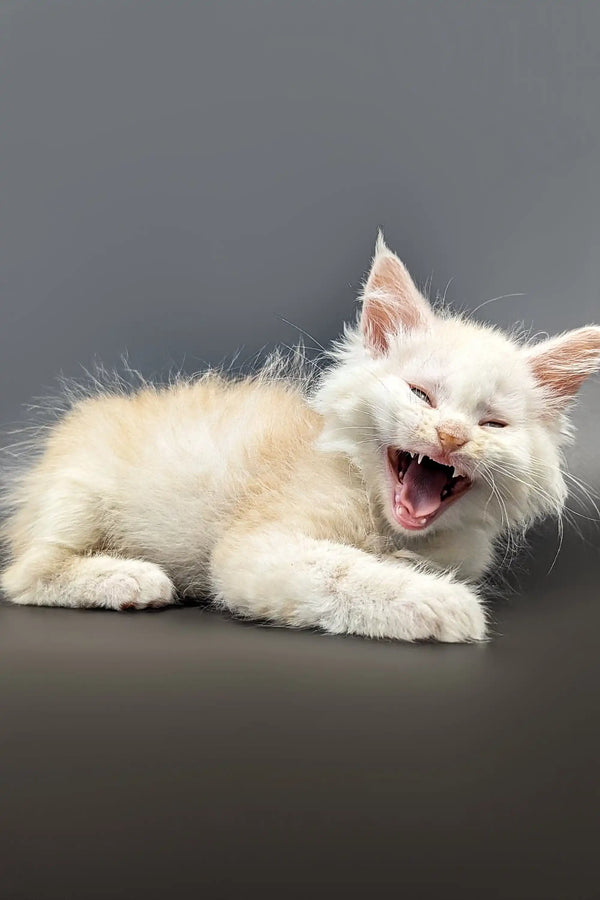 White Maine Coon kitten Nikolas yawning wide, showcasing adorable red silver shades