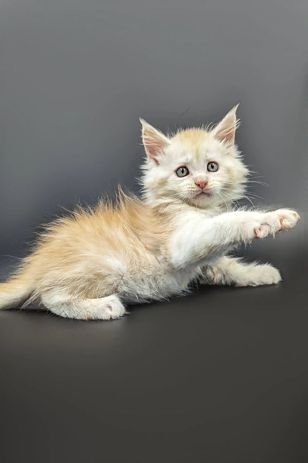 Fluffy cream-colored Maine Coon kitten with paw outstretched, showcasing red silver shades