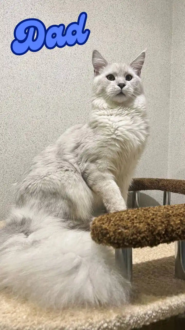 Fluffy red silver shaded Maine Coon kitten sitting upright with an alert look